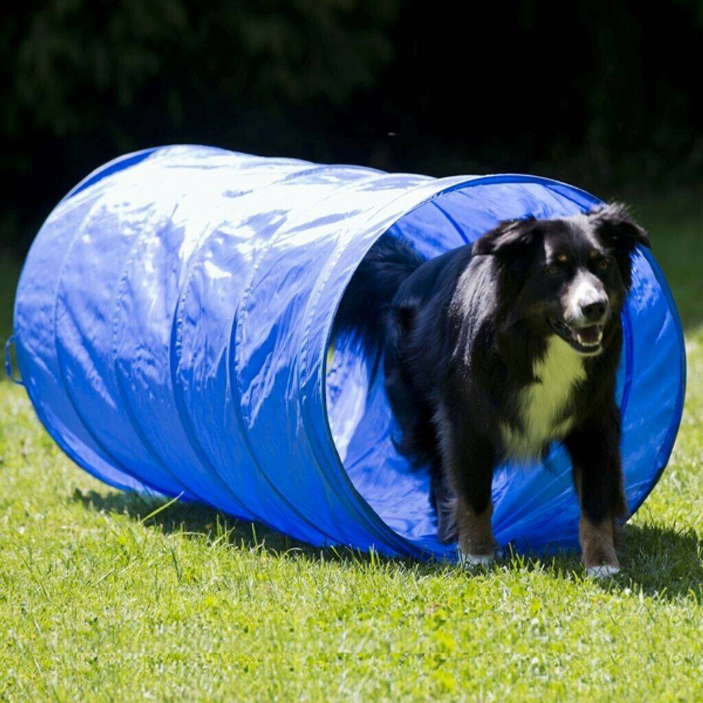 Procyon Dog Agility XXL Starter-Set Hundesport